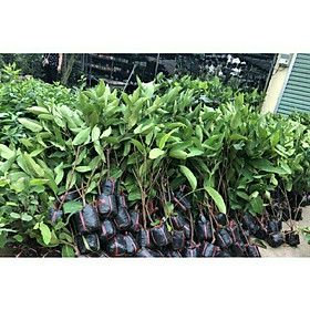 Giống Cây roi đỏ thái cây giống thuần chủng F1