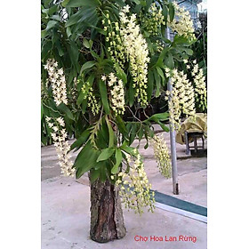 Quế trắng lá xếp đẹp cam kết chất lượng