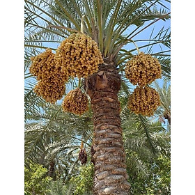 Mua Cây Chà Là Trung Đông