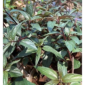 Trà Dòi Thân Tím Kingtea 30 túi lọc - Trà Dòi Tím - Bọ Mắm Tím - Giúp Giảm Ho Bổ Phổi Tăng Đề Kháng