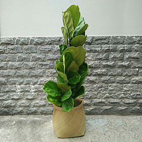 Cây Bàng Sing Chậu Giỏ