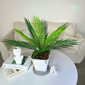 Chậu cây giả để bàn - Cây giả, hoa lụa Decor trang trí nhà cửa, quán cafe