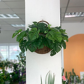 GIỎ CÂY TRẦU BÀ LÁ KHÍA TREO TƯỜNG TRANG TRÍ LANDECOR - CC424