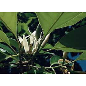 Mua CÂY GIỐNG HOA NGỌC LAN - HOA THƠM   ĐẸP VÀ Ý NGHĨA