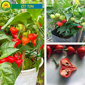 Cây Ớt hình Trái Tim  trồng chậu siêu quả siêu đẹp rất được ưa chuộng