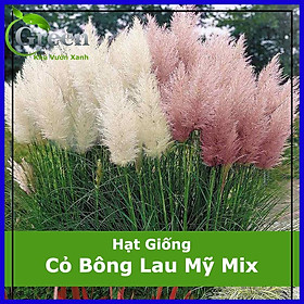 Hạt Giống Cỏ Bông Lau Mỹ Mix Trắng Hồng