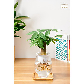 Mua Chậu Cây Kim Ngân 1 Thân Thủy Sinh | The Fish Design