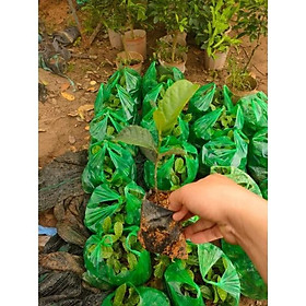 2 cây chay đỏ giống 30-40cm