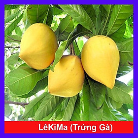 Mua Cây lekima (cây Trứng Gà) - cây ăn quả + tặng phân bón