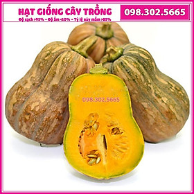 Hạt giống bí ngô hạt đậu F1 Cao sản - gói 0,2g - nảy mầm tốt, năng suất cao