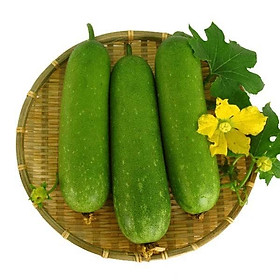 Mua Hạt giống RD Bí đao chanh lai F1 Rado 1331 gói 0.2gr