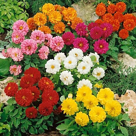 Mua COMBO 3 CỦ GIỐNG HOA THƯỢC DƯỢC LÙN CÁNH KÉP