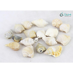 Mua Vỏ ốc nhảy ngắn trang trí phong cách biển hủ 220-240g HOS-06