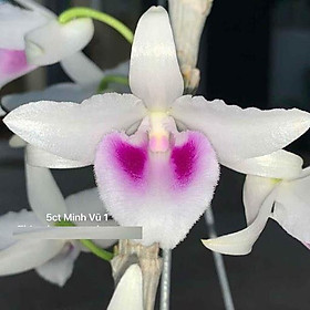Lan phi điệp 5 cánh trắng MINH VŨ 1 - LAN ĐỘT BIẾN - Hàng var, hoa cực đẹp cực hiếm gieo hạt - Cây Y hình