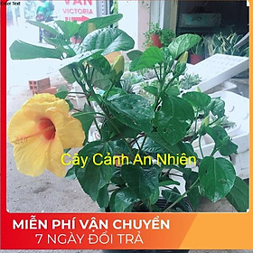 Mua Chậu hoa dâm bụt