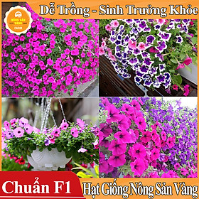 Mua Hạt giống Hoa Dạ Yên Thảo Mix Màu ( Gói 100 hạt )