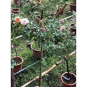 Mua Hoa hồng ngoại Utsusemi thân tre gỗ Siêu Thơm Nhiều Hoa