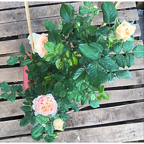 Chậu cây hoa hồng triệu đô HN7 trồng nơi có nhiều nắng