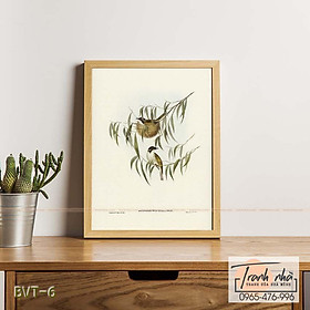 Mua Tranh canvas vintage  - Chim ăn mật (Melithreptus lunulatus) - BVT-6