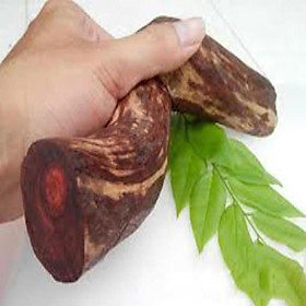 Mua Cây giống Sưa đỏ có giá trị kinh tế cao