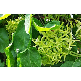 Cây hoa THIÊN LÝ -bầu cây to