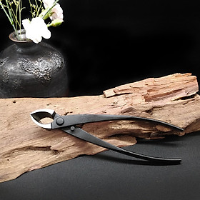 Cạp xéo đen bonsai loại thường