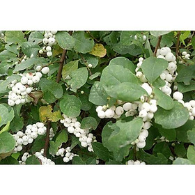 Cây phèn đen giống  - cây thảo dược cực quý, làm cảnh cực đẹp