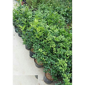 Cây nguyệt quế bonsai giá tốt, giảm giá đến 40% - Tháng 9, 2023 | Mua Ngay | Tiki Cây Nguyệt Quế Bonsai Giá Tốt, Giảm Giá Đến 40% - Tháng 9, 2023 | Mua Ngay | Tiki