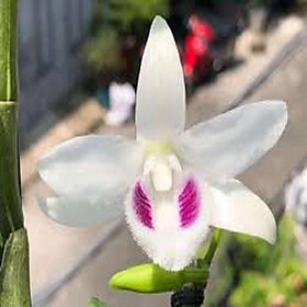 Mua Hoa lan - 5ct tuyết ngọc( cây cao 10cm  trồng ấm chậu)