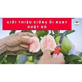 CÂY GIỐNG ỔI RUBY THÁI