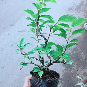 Cây Khế Bonsai