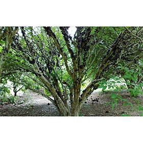 cây nho thân gỗ nam mỹ cây cao 50cm ( dòng f1)