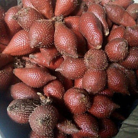 Mua CÂY GIỐNG MÂY THÁI SIÊU QUẢ SIÊU NGON  SIÊU KINH TẾ