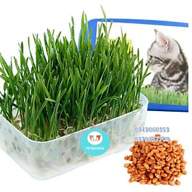 Hạt giống cỏ mèo từ hạt lúa mạch (50g/gói)