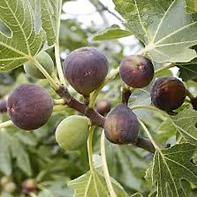 Mua Cây sung Mỹ đang quả