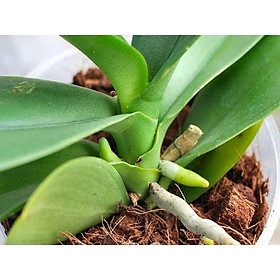 Mua GIÁ THỂ VỎ DỪA KHÔ TRỒNG LAN ( TÚI 200G) - ĐÃ QUA XỬ LÝ