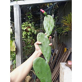 Mua Xương rồng bàn tay(x.rồng tai thỏ) không gai