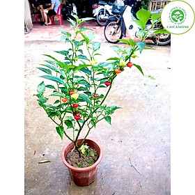 Mua Cây ớt trái tim đang hoa quả cao 50cm (Ảnh thật)
