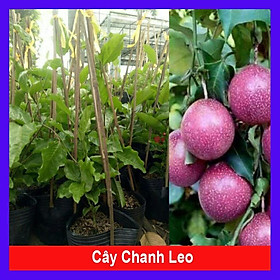 Mua Chanh dây tím ( chanh leo ) + tặng phân bón cho cây
