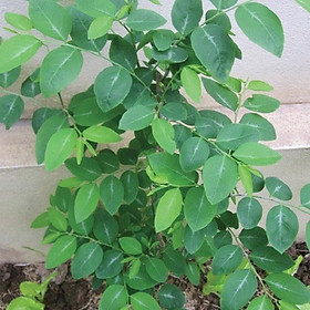 Mua HẠT GIỐNG RAU NGÓT F1