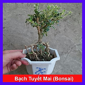 Mua Bạch Tuyết Mai - Cây cảnh Bonsai để bàn + Tặng phân bón cho cây