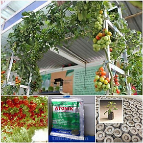 Mua Bộ Hạt giống cà chua leo giàn ( hạt giống 10 hạt + 5 viên nén ươm hạt + 1 gói kích thích nảy mầm )