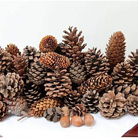 Mua Sỉ 1kg 70 quả thông khô tự nhiên decor trang trí cây thông Noel  làm vòng nguyệt quế Giáng sinh