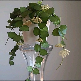 Mua Chậu cây Cẩm cù Hoya Krohniana