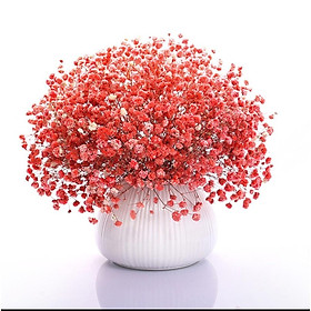 Mua Hoa khô  bình hoa baby cắm sẵn nhiều mẫu trang trí nhà cửa  quán cà phê  nhà hàng cực xinh Flowermini BB-01