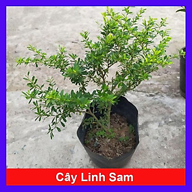 Mua Cây Linh Sam - cây cảnh vườn - cây cảnh bon sai + Tặng phân bón cho cây