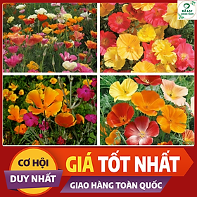 Mua Hạt giống hoa poppy