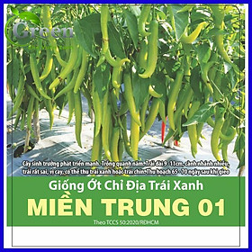 Mua Hạt Giống Ớt Chỉ Địa Trái Xanh Miền Trung