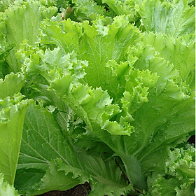 Mua Hạt giống Cải bẹ Mào Gà - Cải bẹ vàng VTS159