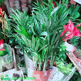 Mua Cây Cau Tiểu Trâm